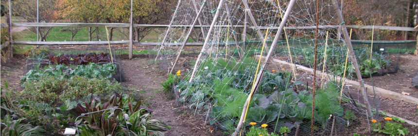 Vegetable garden