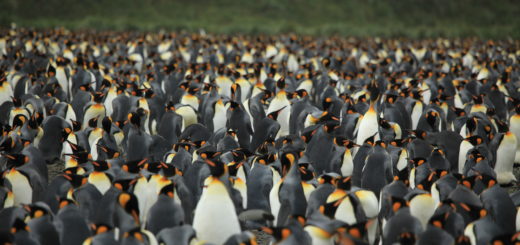 Linux penguins
