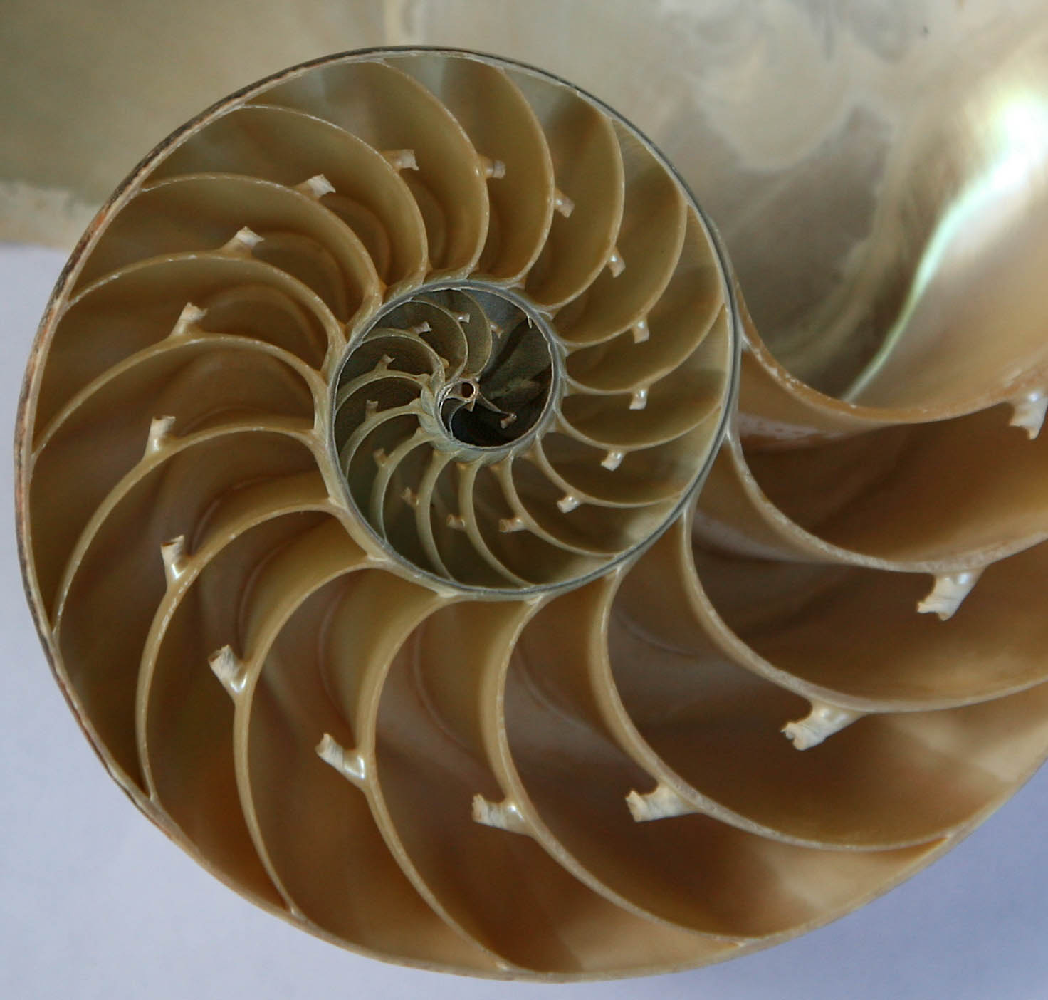Nautilus inception