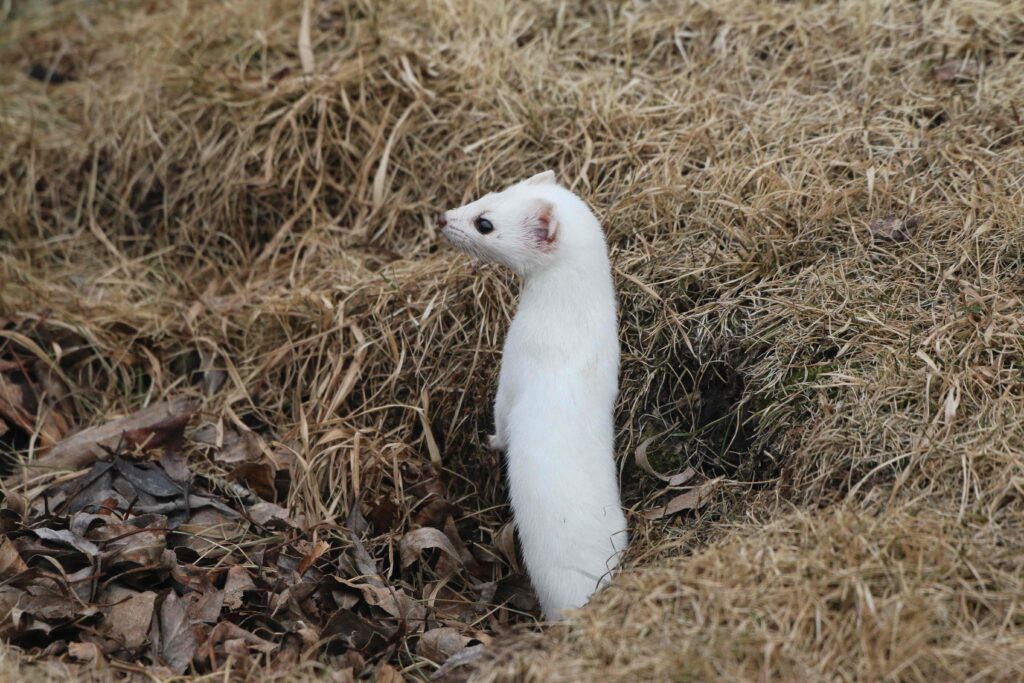An Ermine standing on the ground while looking far