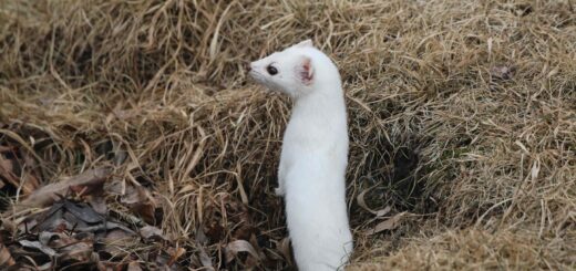 An Ermine standing on the ground while looking far